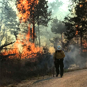 Prescribed Fire image 1.22.19